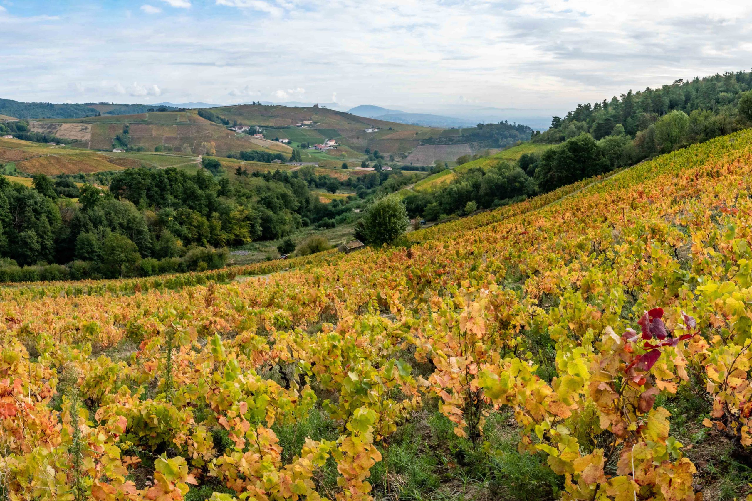 Paysage de vignes
